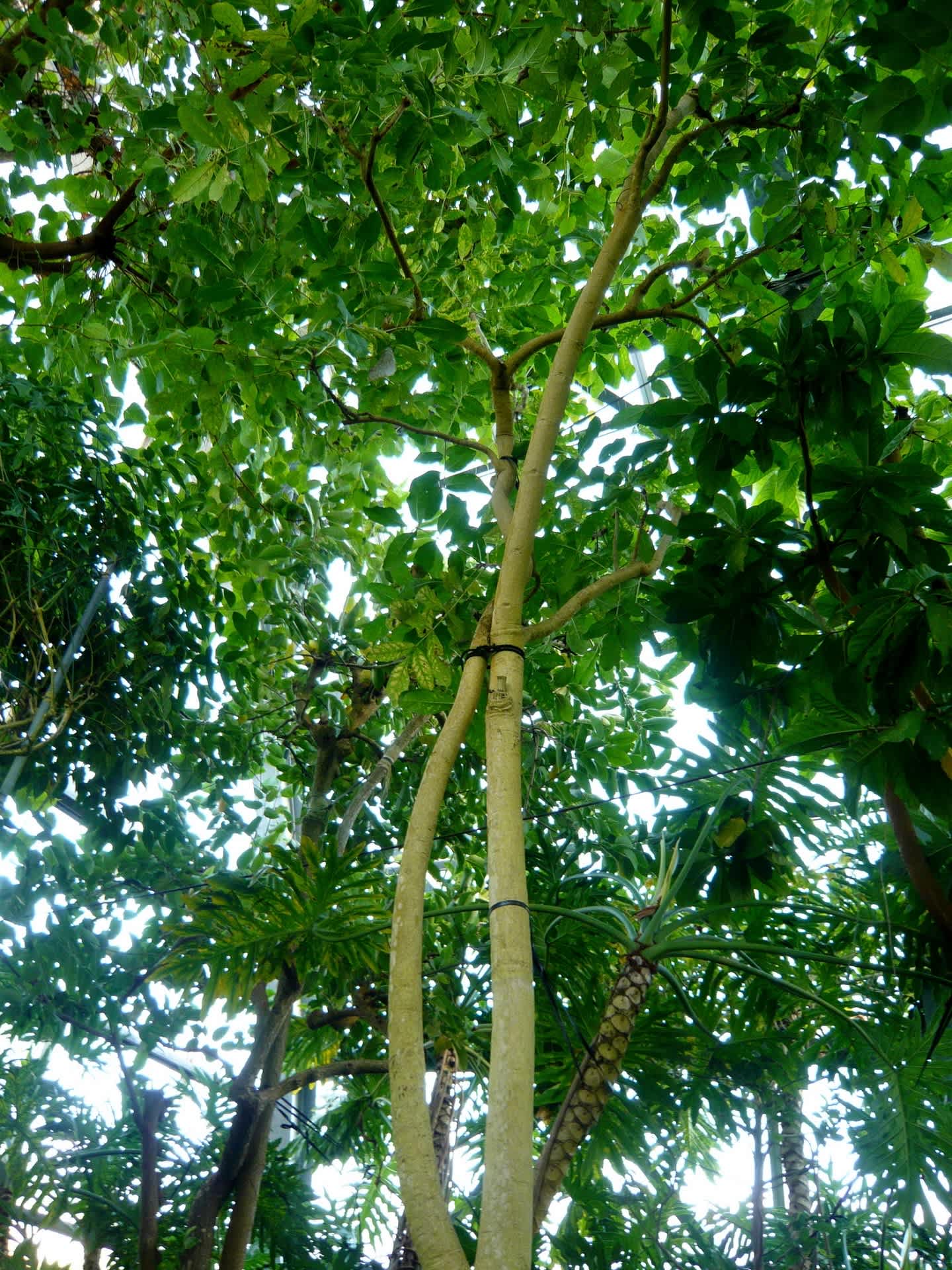 面白い名前の木 同行蘭風 富貴蘭との夢おい旅 面白い名前の木 同行蘭風 富貴蘭との夢おい旅