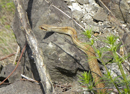 相性の悪いもの と ジョウザンシジミ 探索 採集 飼育みたいな雑記的記録