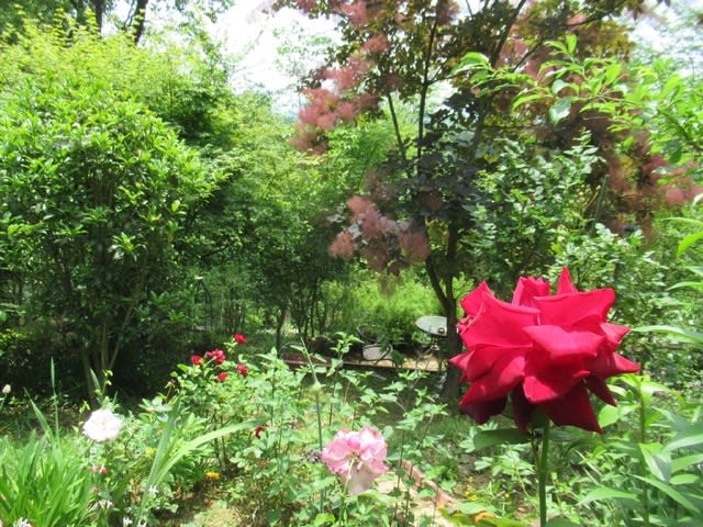 ジャングルに咲くバラとジャガイモの花 Noriba Ba S Garden