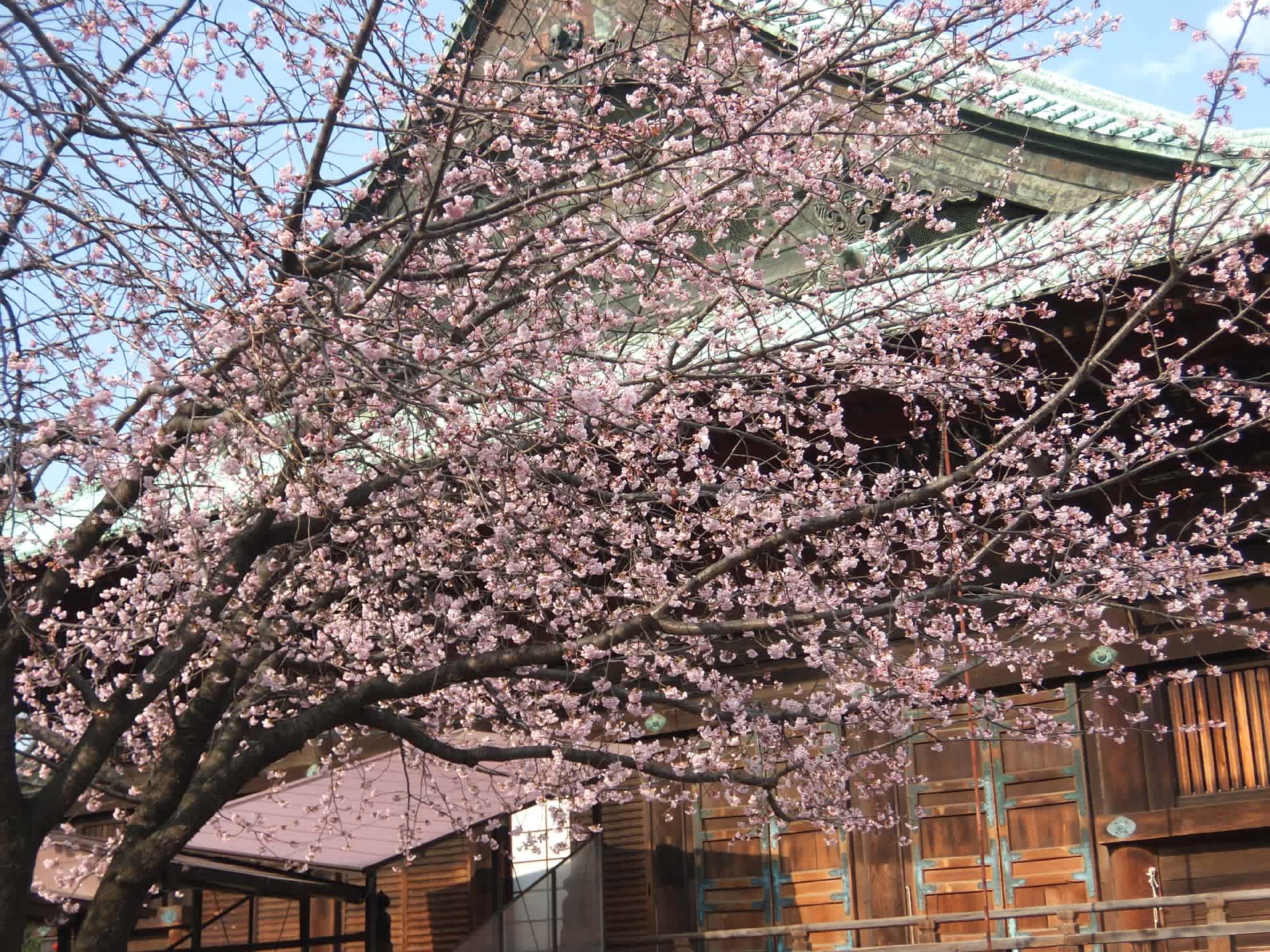19桜の旅 護国寺の安行桜は八分咲き 播磨坂の河津桜は葉桜 オーロラ特急 ノスタルジック旅日記