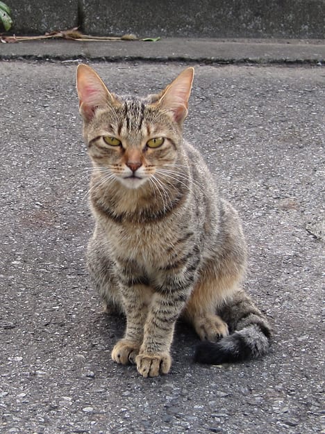 団地の猫ちゃん その4 Yopikoの たなばた日記