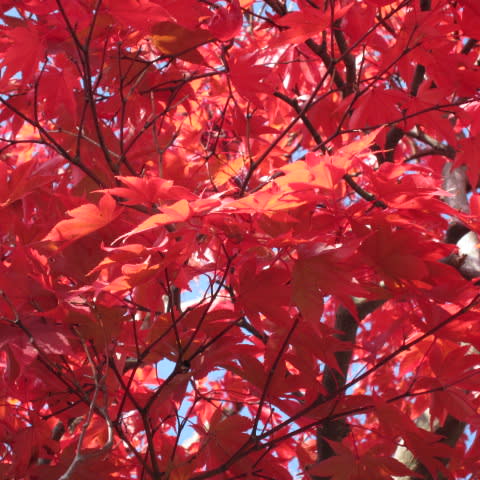紅葉の木 イロハモミジ イタヤカエデ ベニカエデ ヌルデ ハゼノキ マユミ お花が好き ぼおっと眺める草木との時間を記録して