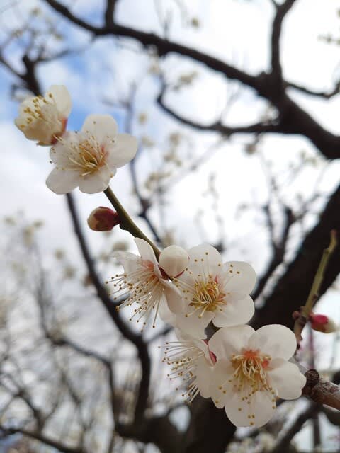 梅の花言葉のひとつ 不屈の精神 地魚と自然薯料理 海山 地魚と自然薯料理 海山