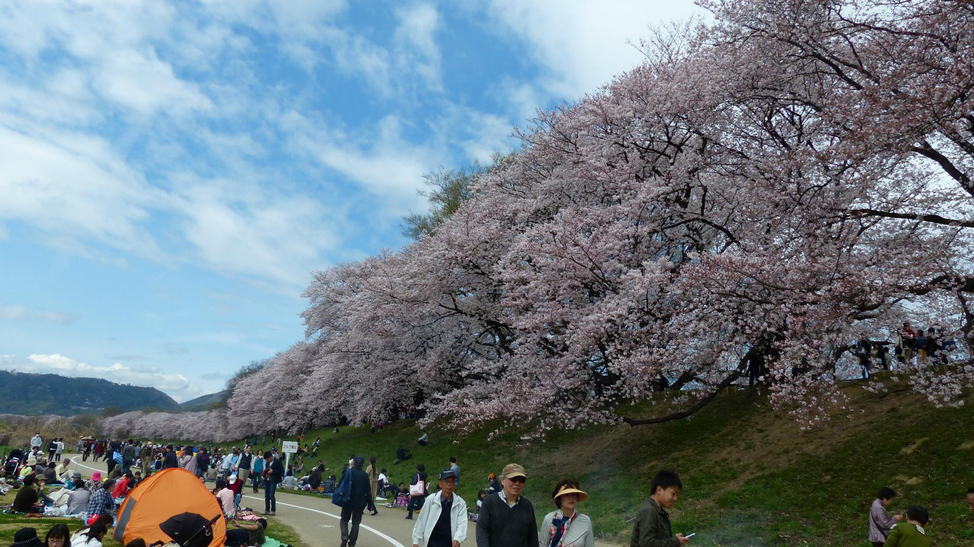 京都の桜 16 4 2 八幡 背割提 の桜 関西お花見ランキング4位 まじくんママのぷち旅ぶろぐ