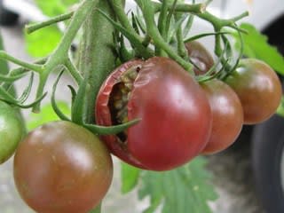 毎年この時期になるとトマトが割れるのはナゼ かなんりょうの あぁ もう増やすまじ