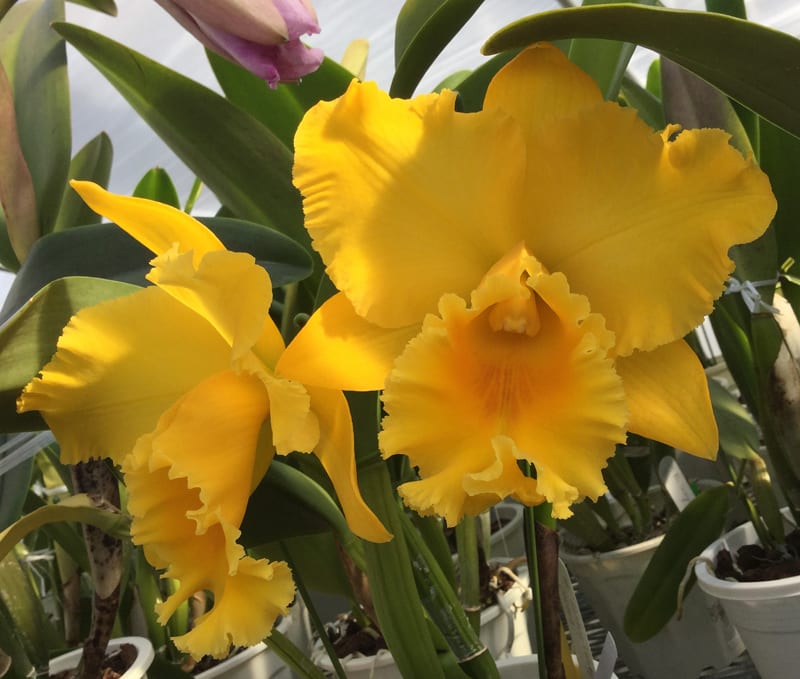 Rlc. Shinfong Luohyang'ORCHIS' - カトログ !! ~ カトレヤ交配 Rlc. Shinfong Luohyang'ORCHIS' - カトログ !! ~ カトレヤ交配