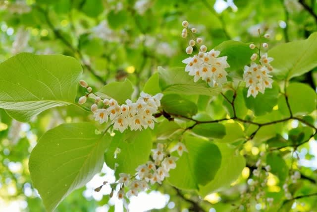 5月に咲く木の花 その１ 赤塚植物園 19年5月撮影 四季優彩 Annex
