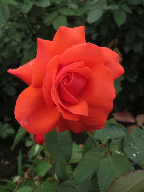 花の形と色も魅力的なバラ ドゥフトボルケ 春薔薇シリーズ 005 野の花 庭の花