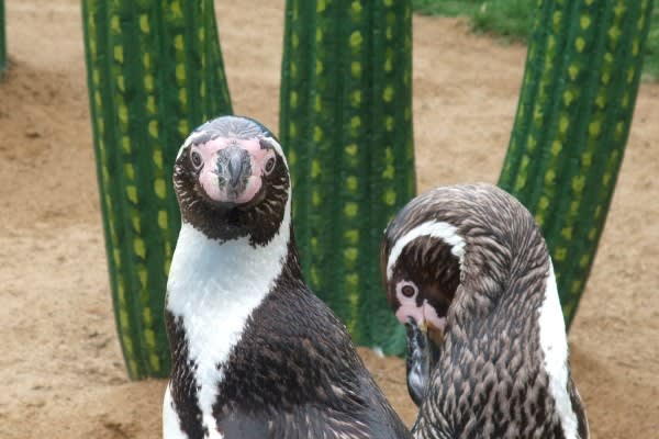 フンボルトペンギンの正面顔 ペンギン音頭