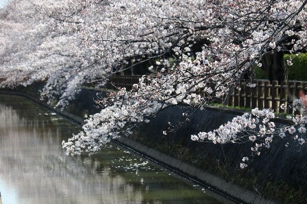 さいたま市桜区大字宿にある大久保浄水場の桜並木ではソメイヨシノが満開でした ヒトリシズカ特論 その２