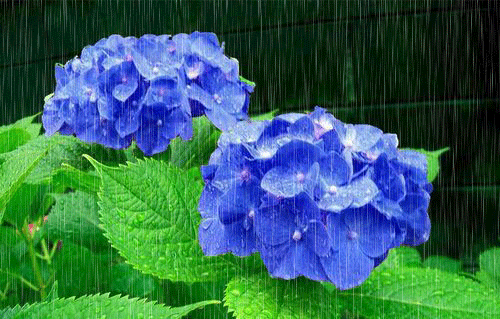 梅雨入りでごじゃる - 沖縄三線.com