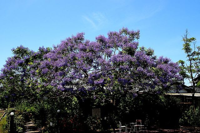 愛媛県伊予郡松前町中川原 ジャカランダの花今年は満開 eekの紀行 春夏秋冬 愛媛県伊予郡松前町中川原 ジャカランダの花今年は満開 eekの紀行 春夏秋冬