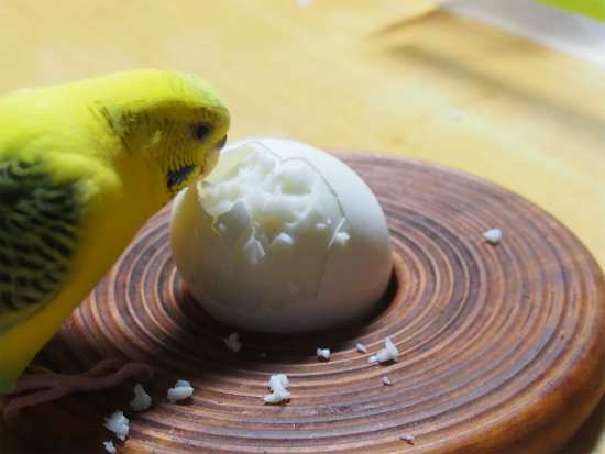 ゆで卵 コロンのあそび場 ゆで卵 コロンのあそび場