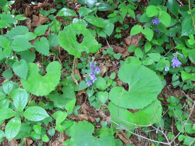 高ボッチ高原・鉢伏山で最近咲いている花　ラショウモンカズラ（羅生門葛）