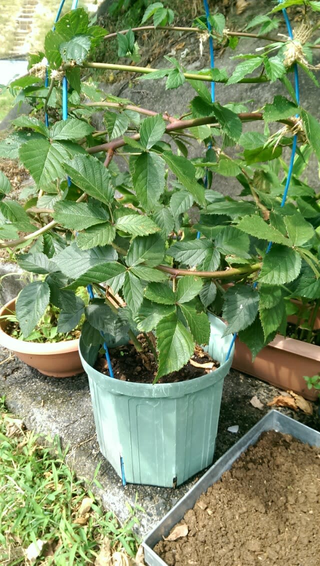 鉢植えブラックベリーとlivedoorブログ ブルーベリーを安月給奮闘栽培 In 広島