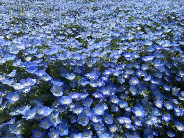 青い花と小さな物語 紫陽花 ネモフィラ ヒマラヤンブルー ブルーポピー 天国は 地上にあるのっ