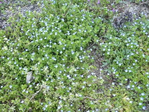 オオイヌノフグリ 雑草 はまあるきの東屋