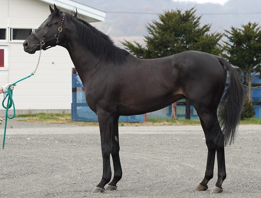 グランシュヴァリエ Grand Chevalier が イーストスタッド に到着 サラブレッドセール せり市場 馬市 種牡馬 の最新情報 By馬市 Com