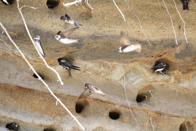 元々ツバメの巣 2015 ツバメ孵化から旅立ち in 多々戸ヘヴン - YouTube