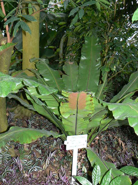 シマオオタニワタリ アビス Peaの植物図鑑