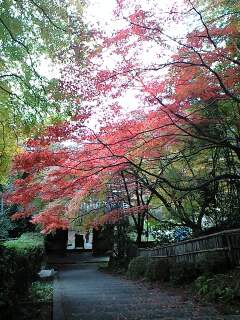 秘境の紅葉・金蔵寺