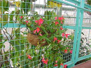 花泉町の球根ベゴニア ハンギングバスケット 懸垂型 ティネラ ピンク Peaの植物図鑑
