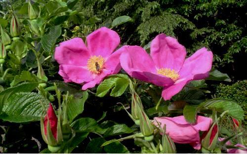 110000円値引き!・超細密肉筆植物画ハマナス(浜梨) 110000円値引き!・超細密肉筆植物画ハマナス(浜梨) - メルカリ