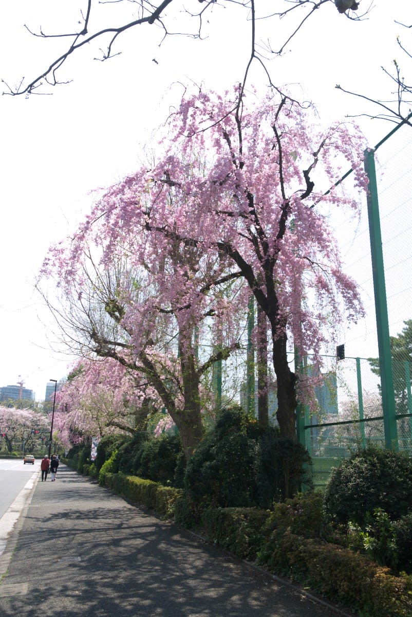 ４月の北青山 明治神宮外苑内を通り抜けてｊｒ信濃町駅前へ ｐａｒｔ２ 緑には 東京しかない