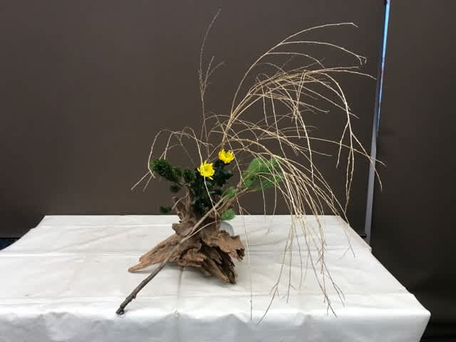 作楽会 いけばな 草月流 129 正月花 キク 金垂れ柳 根引き松 流木 ねこじゃらし2 作楽会 いけばな 草月流 129 正月花 キク 金垂れ柳 根引き松 流木 ねこじゃらし2