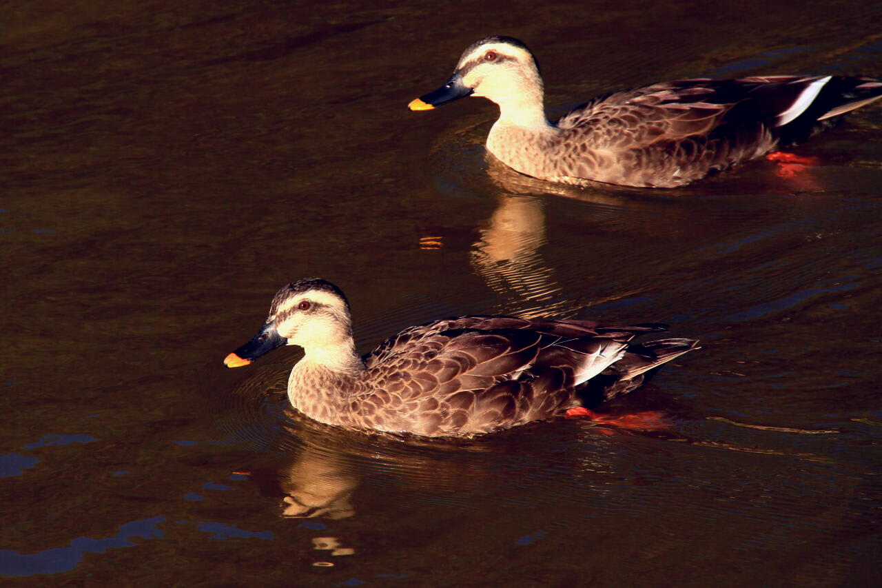 冬の渡り鳥の画像