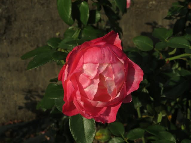 白地に赤の抱え咲きのバラ ノスタルジー 薔薇シリーズ238 野の花 庭の花