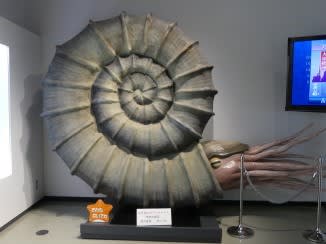アンモナイト化石がすごい・・・三笠市立博物館 - BIGTREE北海道