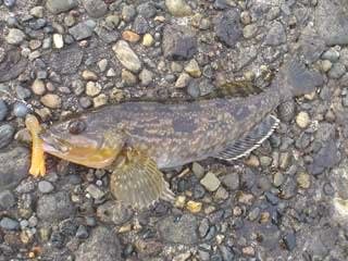 春が待ち遠しい ルアー 根魚 釣りが好き