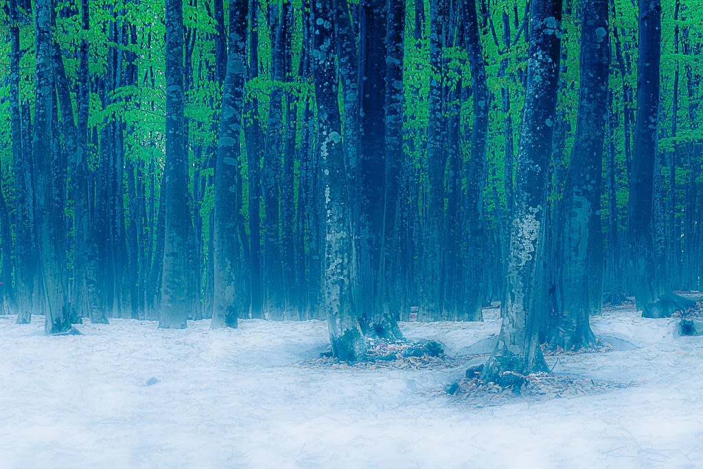 残雪と新緑の美人林の写真