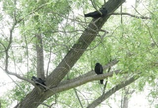 08 巣立ち１ 成長 カラス