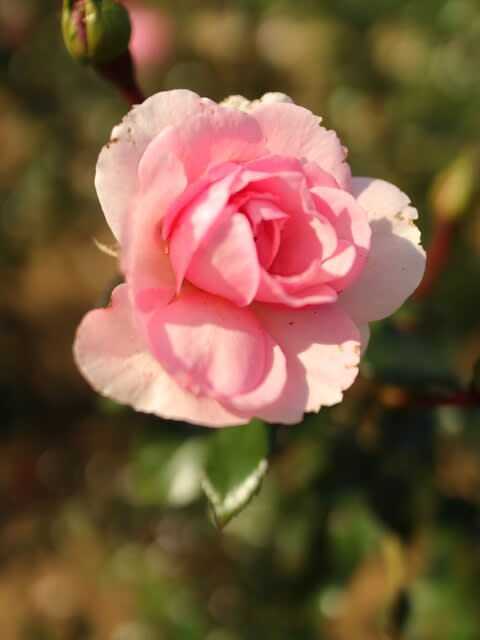 ピンクのロゼッタ咲きのバラ ホーム ガーデン 秋バラ シリーズ 086 野の花 庭の花