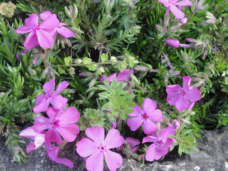 Dsc00550 Dsc00550