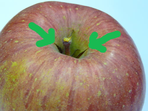 つる割れりんご（ツルワレリンゴ）