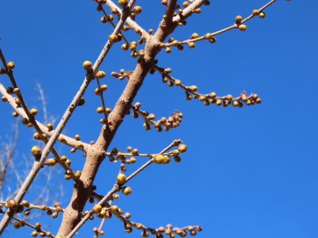 ソシンロウバイ（素心蝋梅）の蕾