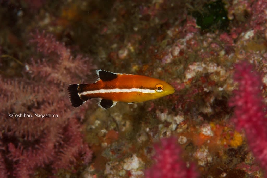 コブダイの幼魚 水中写真家長島敏春の 生命のサンゴ礁 世界のサンゴ礁を撮り続け 自然の素晴らしさを伝えている