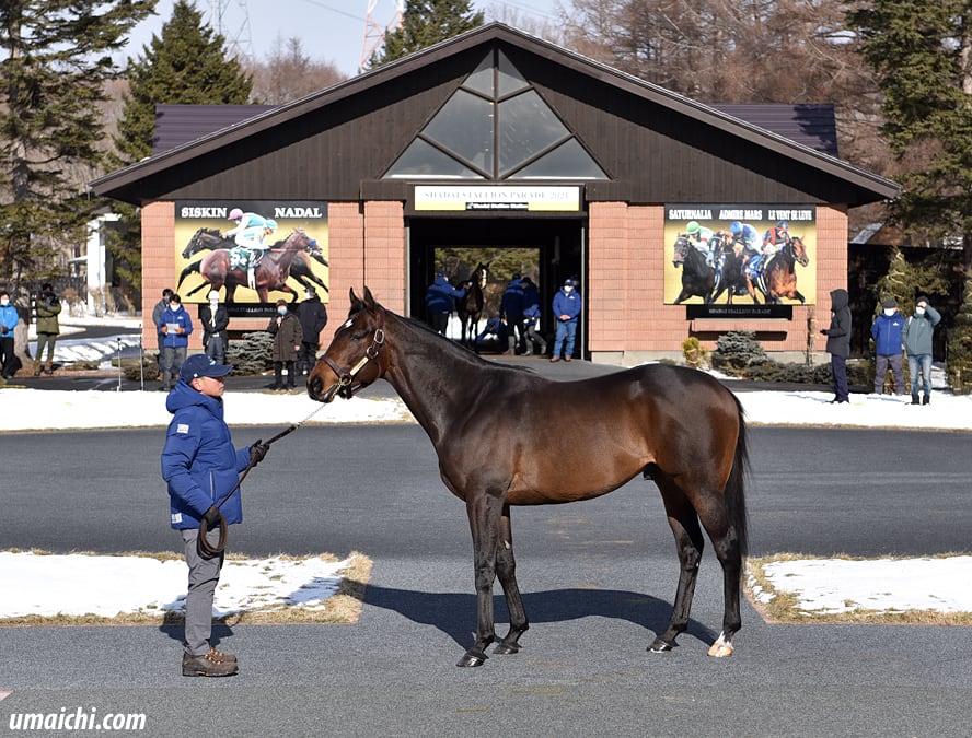 【サラブレッドセール(せり市場)=馬市】&【種牡馬】の最新情報 by馬市.com