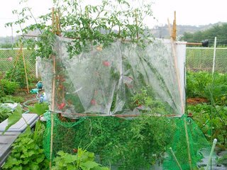 トマトの雨よけビニールテント 健ちゃんの家庭菜園と日曜大工とパソコンと胃ガンの趣味三昧 トマトの雨よけビニールテント 健ちゃんの家庭菜園と日曜大工とパソコンと胃ガンの趣味三昧