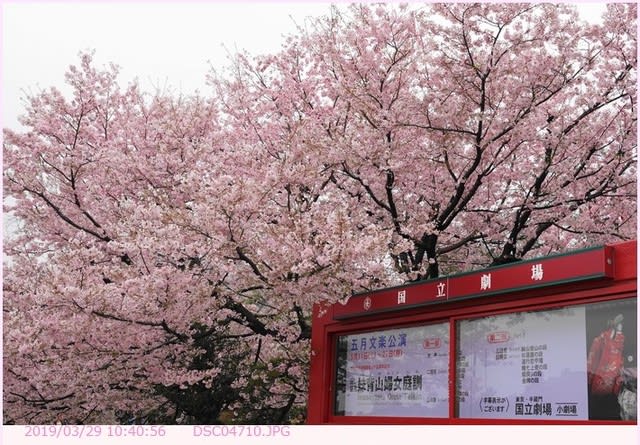 神代曙 国立劇場 前庭の桜 都内散歩 散歩と写真