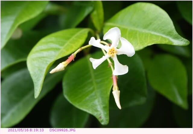 テイカカズラ 定家葛 都内散歩 散歩と写真 テイカカズラ 定家葛 都内散歩 散歩と写真