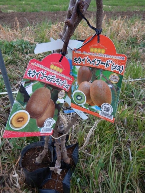 果樹の定植キウイフルーツ   無農薬・自然菜園自然農法・自然農
