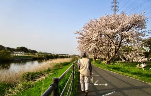 花見川千本桜緑地公園を散歩 夫婦で楽しむナチュラル スロー ライフ