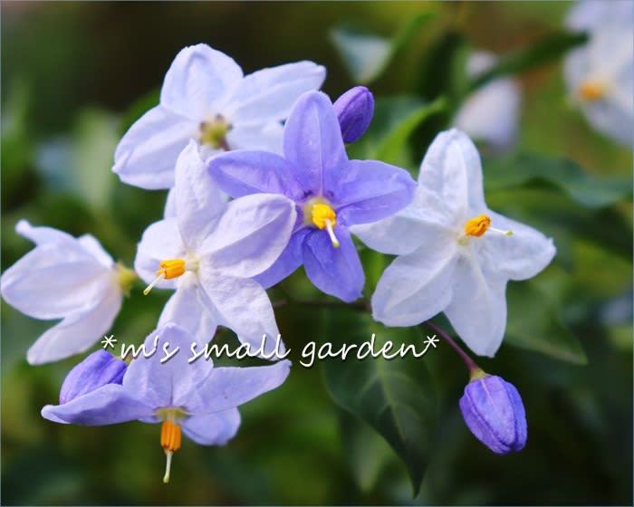 庭に咲く青い花 宿根ロベリア ファンブルー サルビア ガラニチカ ツルハナナス M S Small Garden Milky Mamaの小さな庭