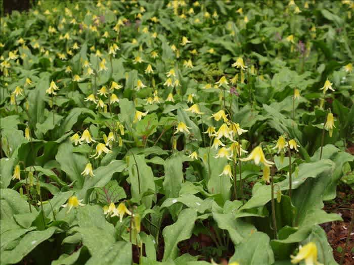 御殿場 秩父宮記念公園の山野草 山の花は友達 御殿場 秩父宮記念公園の山野草 山の花は友達