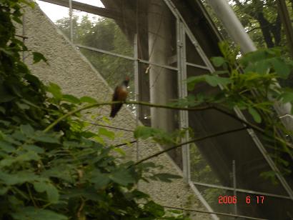多摩動物公園でハチドリに遇う 萌えてばかりもいられない 多摩動物公園でハチドリに遇う 萌えてばかりもいられない