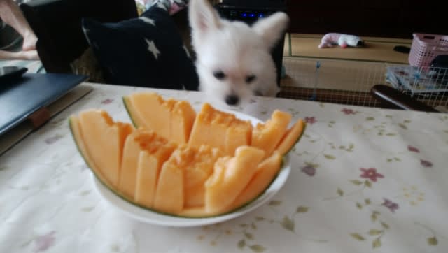 メロン 食べ れる 犬